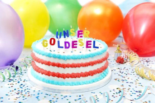 UNSER GOLDESEL hat Geburtstag und wird  am 02. Dezember 2018  acht Jahre alt!